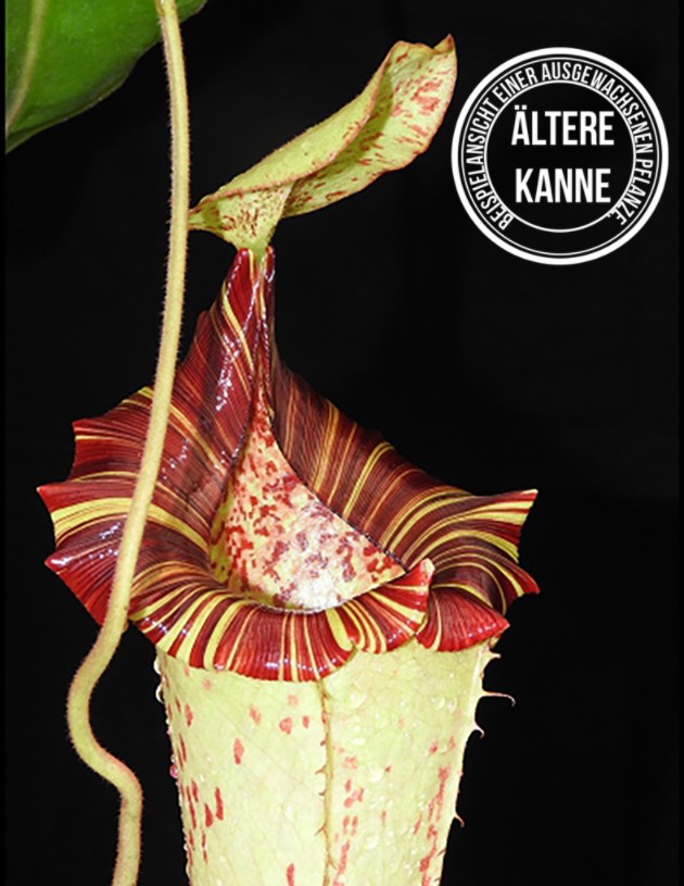 Nepenthes (veitchii x lowii) x platychila BE-3920