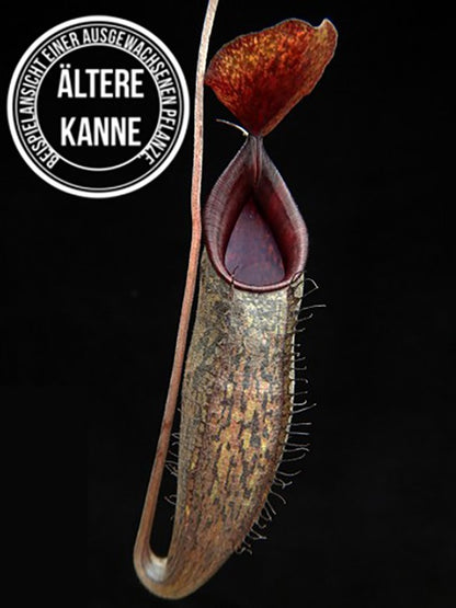 Nepenthes ramispina x aristolochioides BE-3926