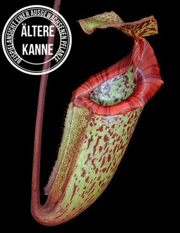 Nepenthes rajah x burbidgeae BE-3931