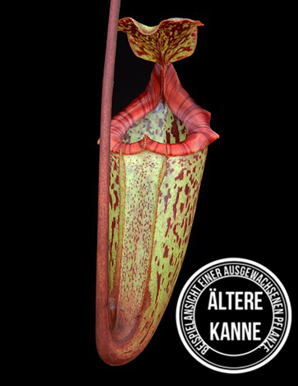 Nepenthes rajah x burbidgeae BE-3931