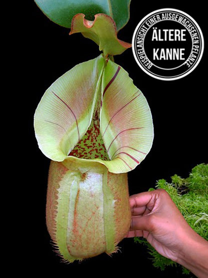 Nepenthes robcantleyi x veitchii BE-3933