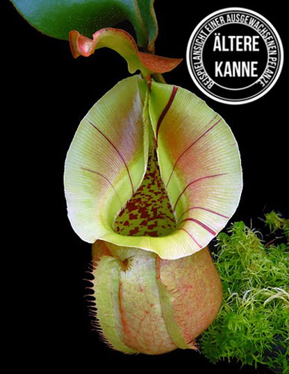 Nepenthes robcantleyi x veitchii BE-3933