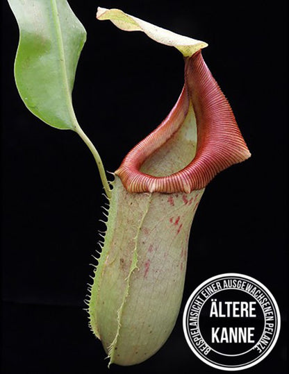 Nepenthes burkei x veitchii BE-3934