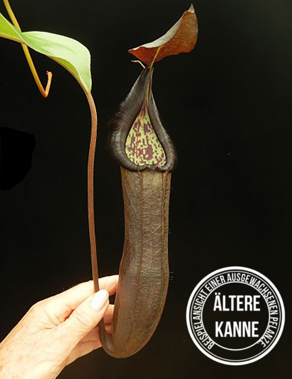 Nepenthes ramispina x robcantleyi BE-3939