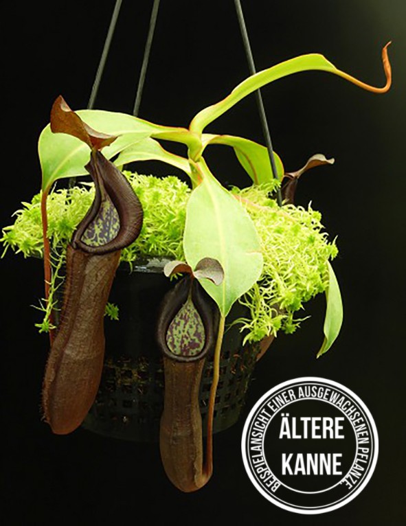 Nepenthes ramispina x robcantleyi BE-3939