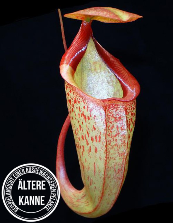 Nepenthes merrilliana x (maxima x talangensis) BE-3942