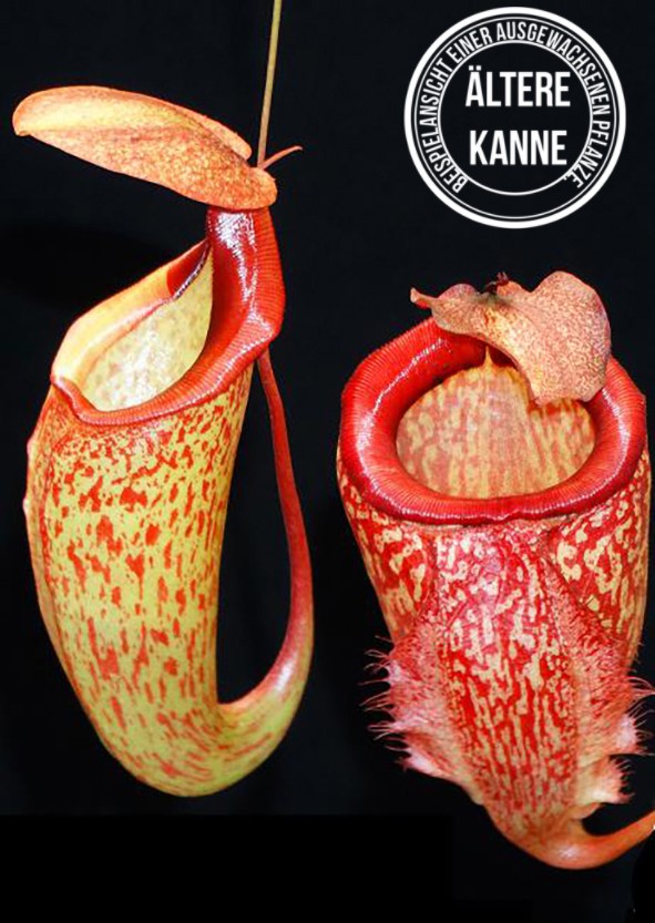 Nepenthes merrilliana x (maxima x talangensis) BE-3942