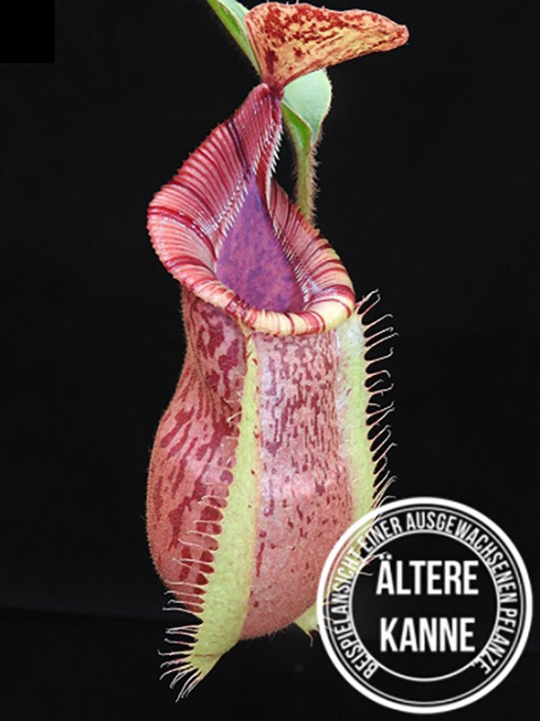 Nepenthes hamata x veitchii BE-3943