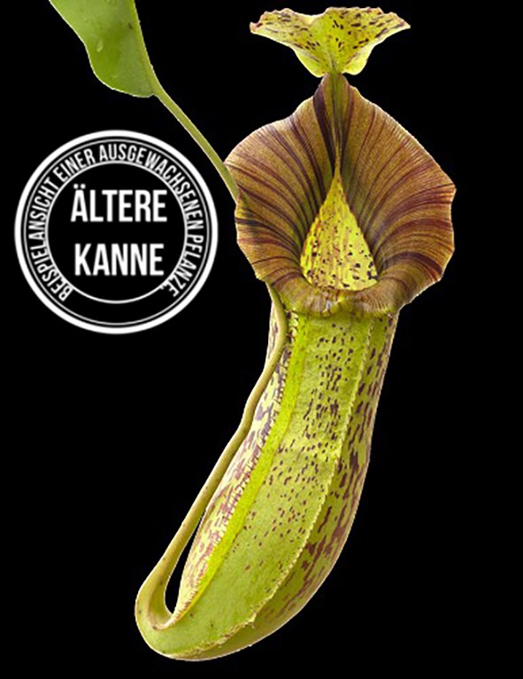 Nepenthes spathulata x platychila BE-3945