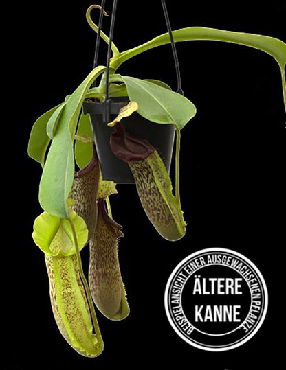 Nepenthes spathulata x platychila BE-3945