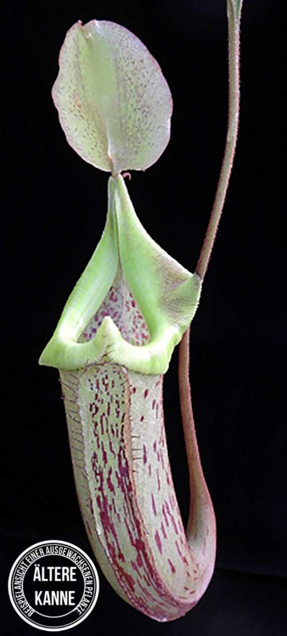 Nepenthes platychila x robcantleyi BE-3946