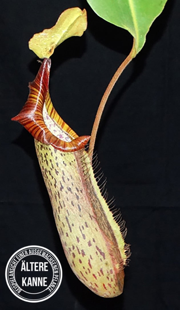 Nepenthes platychila x robcantleyi BE-3946