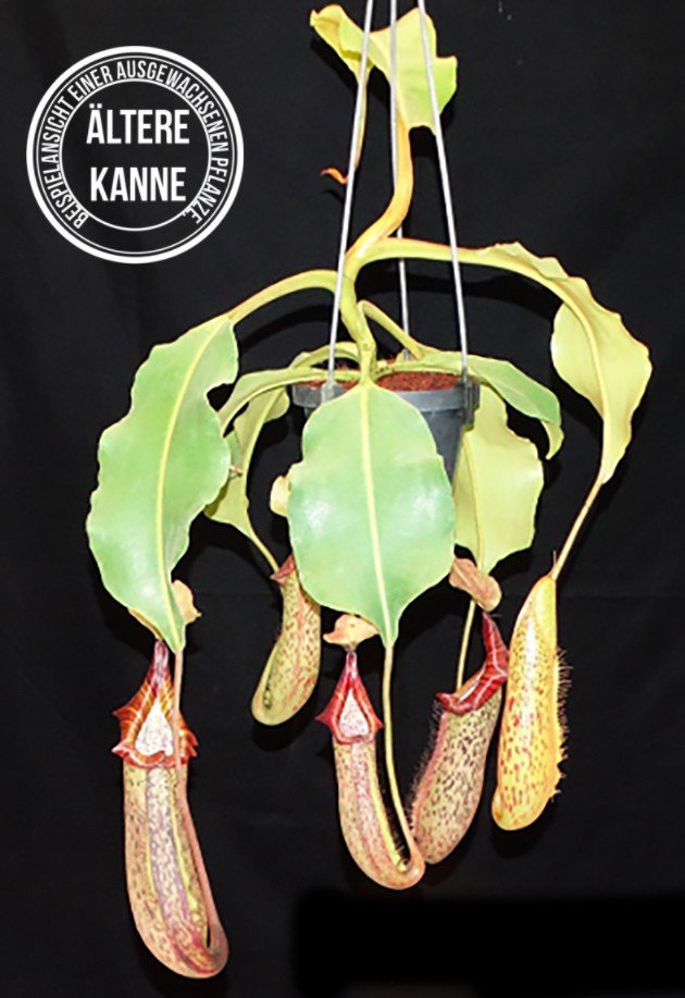 Nepenthes platychila x robcantleyi BE-3946