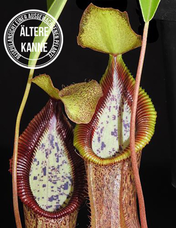 Nepenthes singalana x hamata BE-3955