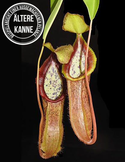 Nepenthes singalana x hamata BE-3955