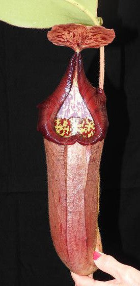 Nepenthes glandulifera x robcantleyi BE-3964