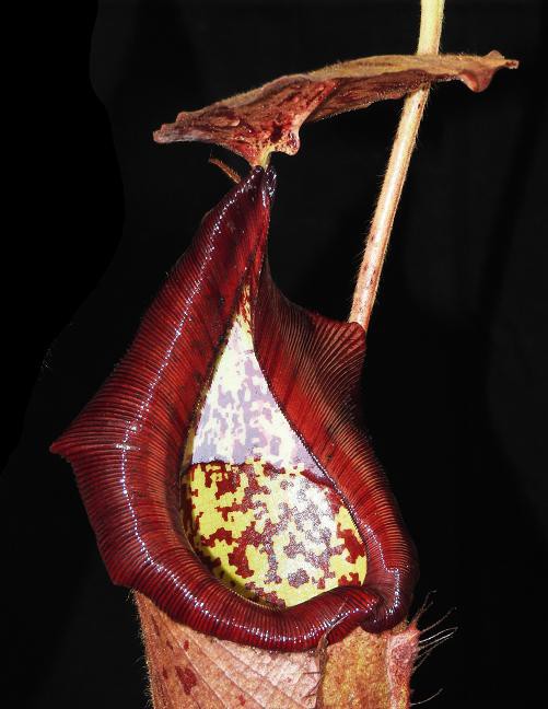 Nepenthes glandulifera x robcantleyi BE-3964