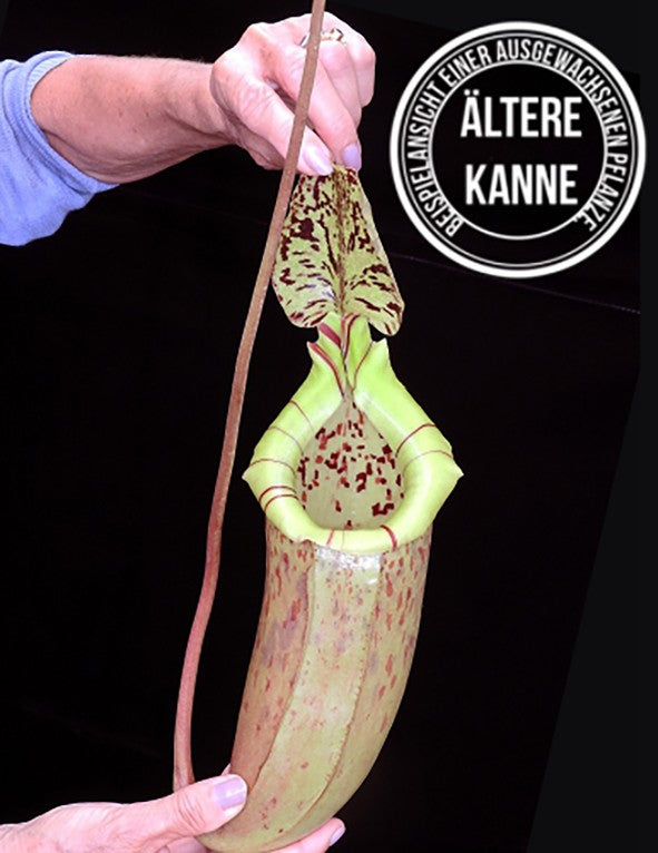 Nepenthes burbidgeae x sibuyanensis BE-3974