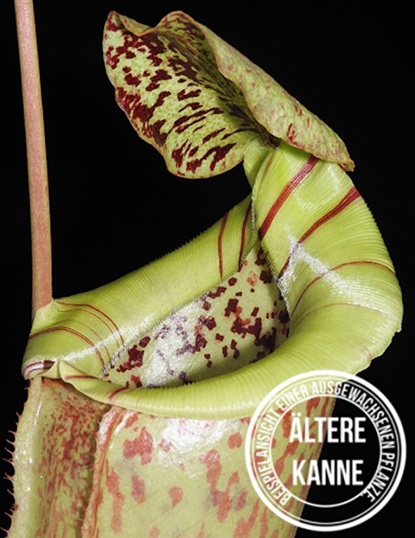 Nepenthes burbidgeae x sibuyanensis BE-3974