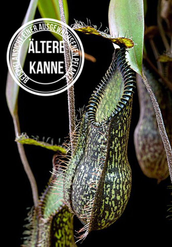 Nepenthes hamata Tambusisi BE-3975