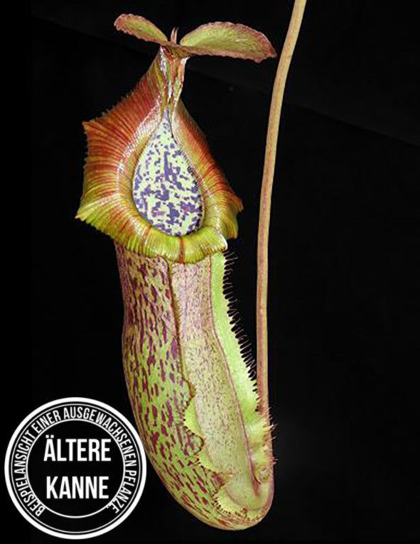 Nepenthes spathulata x (burbidgeae x edwardsiana) BE-3978