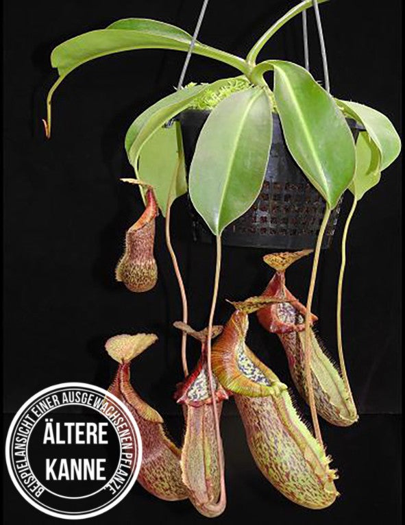 Nepenthes spathulata x (burbidgeae x edwardsiana) BE-3978