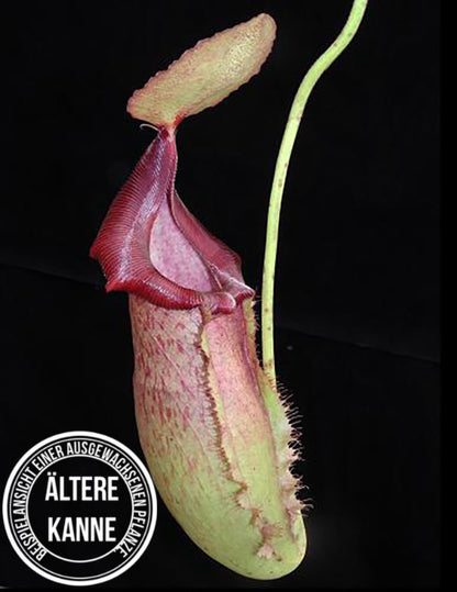 Nepenthes spathulata x (burbidgeae x edwardsiana) BE-3978