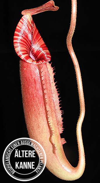 Nepenthes (veitchii x lowii) x (burbidgeae x edwardsiana) BE-3980