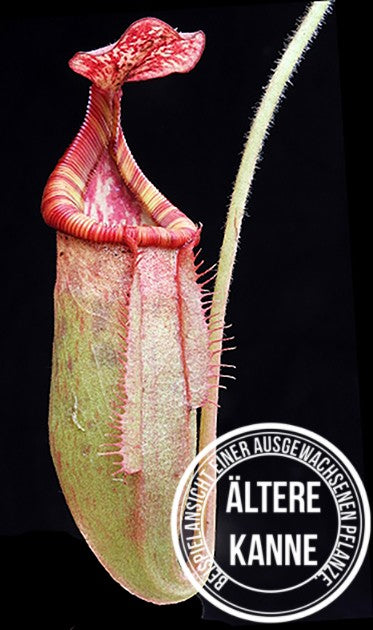 Nepenthes (veitchii x lowii) x (burbidgeae x edwardsiana) BE-3980