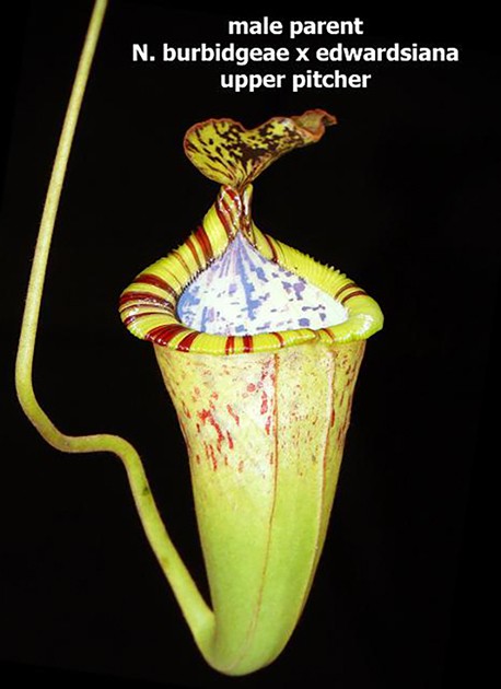 Nepenthes singalana x (burbidgeae x edwardsiana) BE-3984