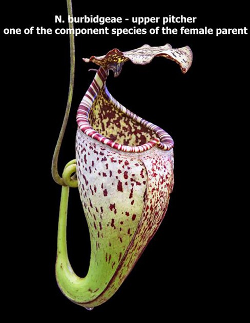 Nepenthes singalana x (burbidgeae x edwardsiana) BE-3984