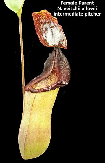 Nepenthes (veitchii x lowii) x (burbidgeae x edwardsiana) BE-3980