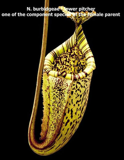 Nepenthes singalana x (burbidgeae x edwardsiana) BE-3984