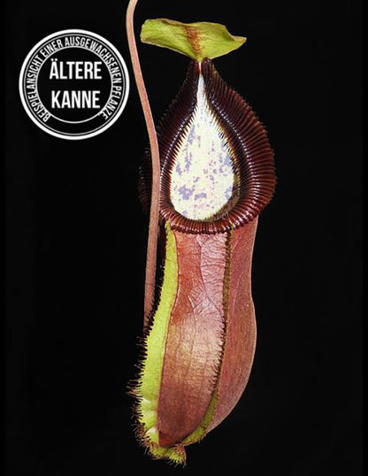 Nepenthes spathulata x hamata (diabolica) BE-3983