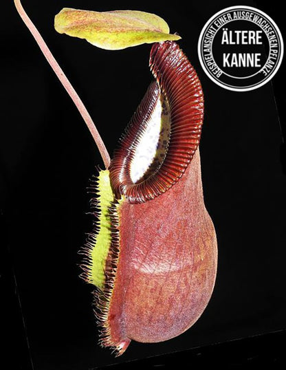 Nepenthes spathulata x hamata (diabolica) BE-3983