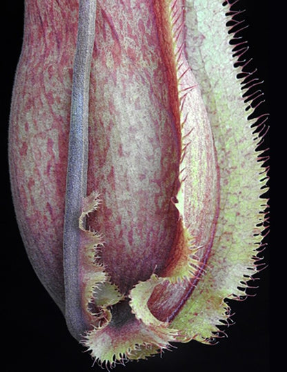 Nepenthes spathulata x hamata (diabolica) BE-3983