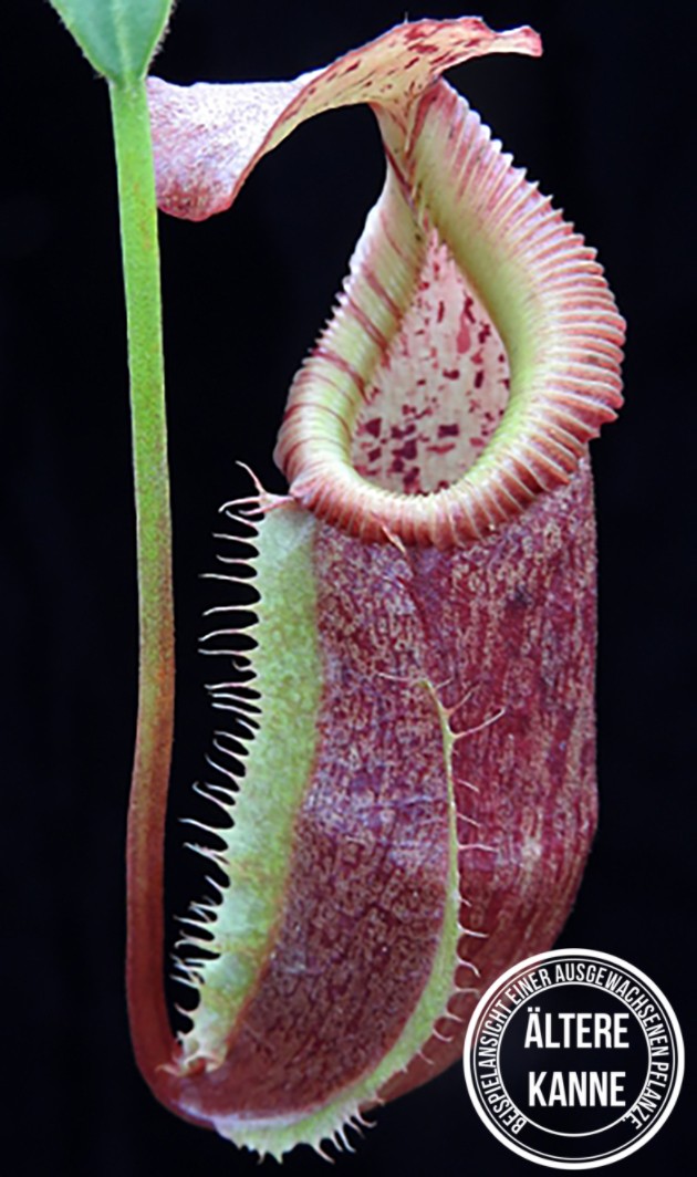 Nepenthes singalana x (burbidgeae x edwardsiana) BE-3984