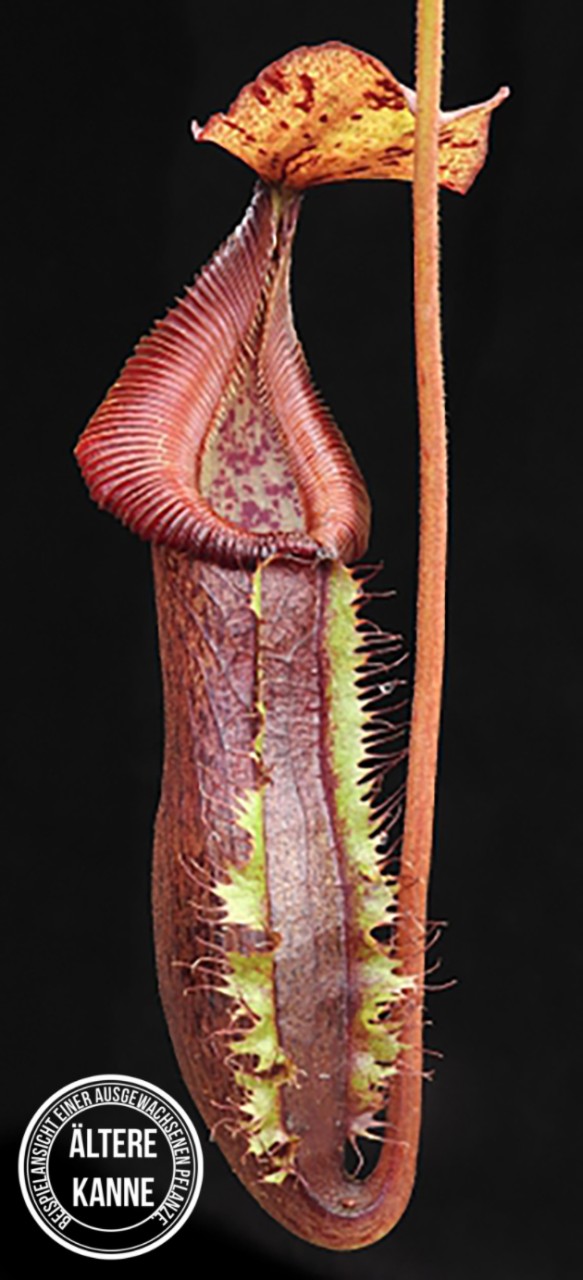 Nepenthes singalana x (burbidgeae x edwardsiana) BE-3984