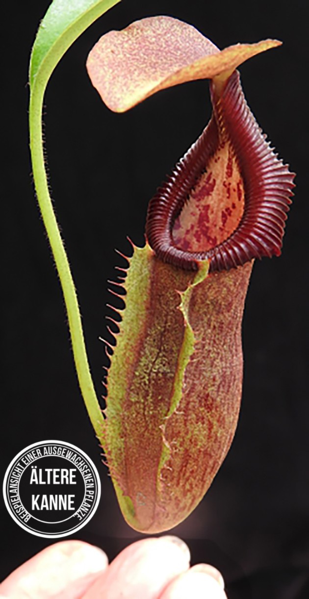 Nepenthes singalana x (burbidgeae x edwardsiana) BE-3984