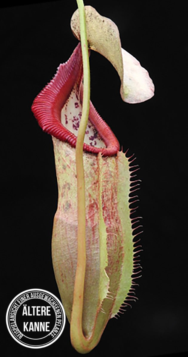 Nepenthes singalana x (burbidgeae x edwardsiana) BE-3984