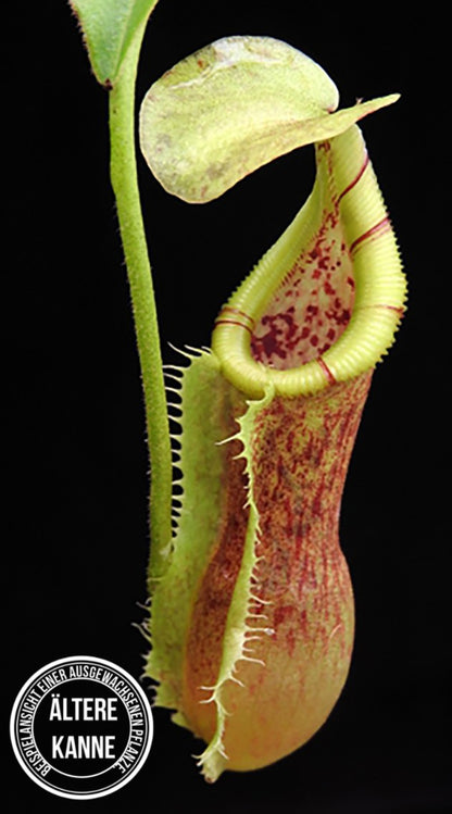 Nepenthes singalana x (burbidgeae x edwardsiana) BE-3984