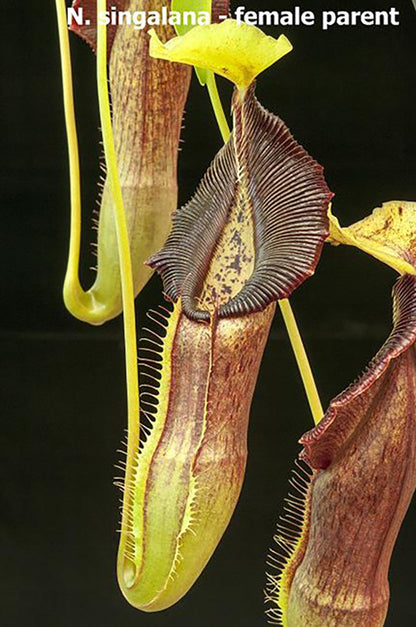 Nepenthes singalana x (burbidgeae x edwardsiana) BE-3984