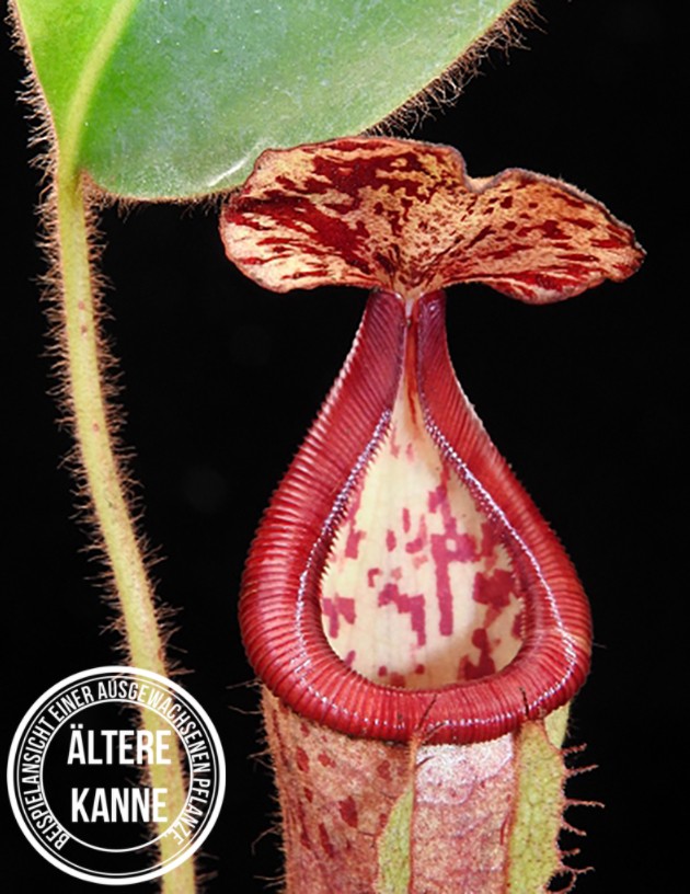 Nepenthes glandulifera x (burbidgeae x edwardsiana) BE-3990