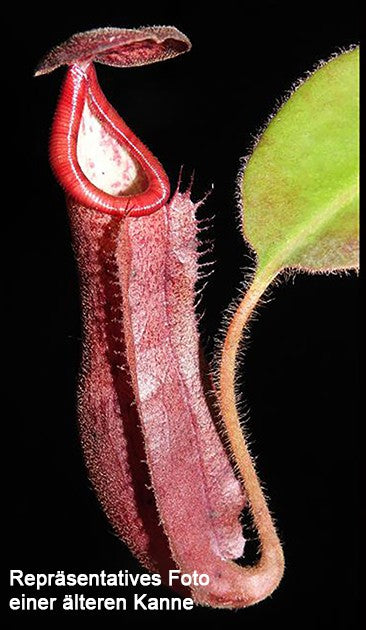 Nepenthes glandulifera x (burbidgeae x edwardsiana) BE-3990