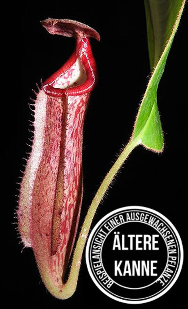 Nepenthes glandulifera x (burbidgeae x edwardsiana) BE-3990