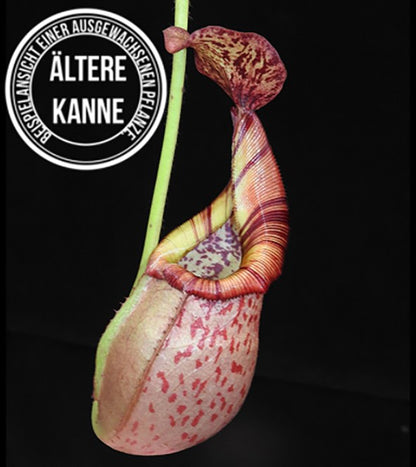 Nepenthes (veitchii x mira) x (burbidgeae x edwardsiana) BE-3992