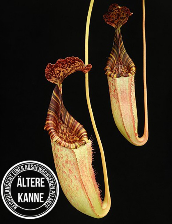 Nepenthes burbidgeae x (veitchii x lowii) BE-3993