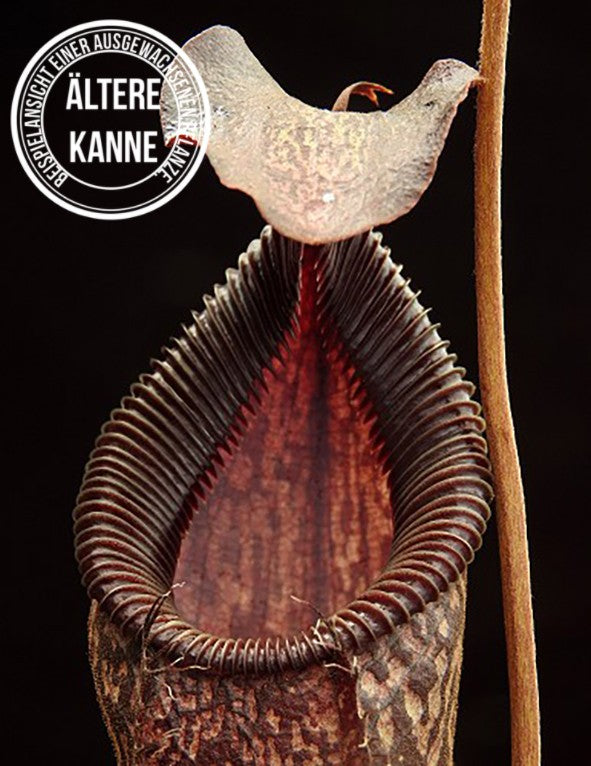 Nepenthes talangensis x hamata BE-4003