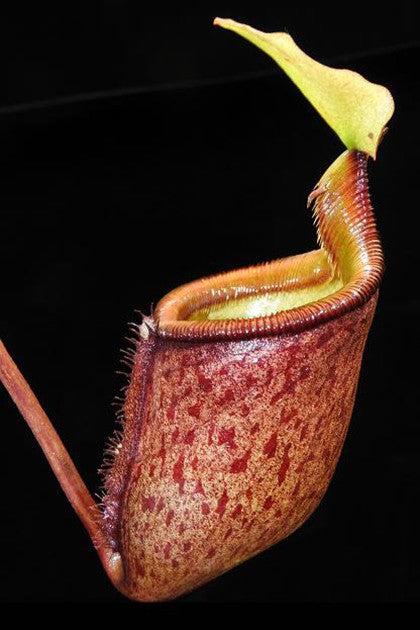 Nepenthes palawanensis BE-4013