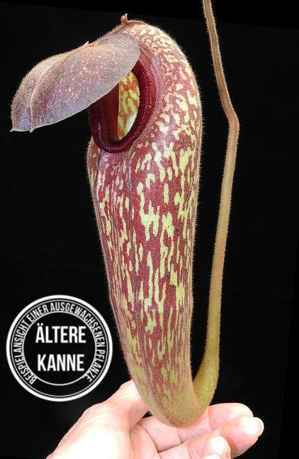 Nepenthes klossii individuelle Klone BE-4014 - Klon 